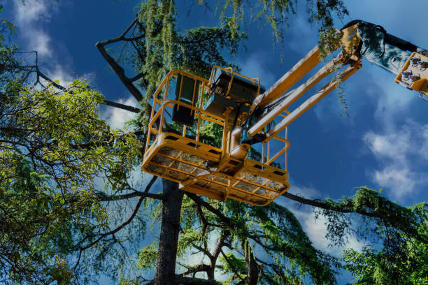 Reliable Avon, OH Tree Services Solutions