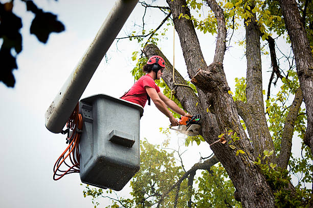 How Our Tree Care Process Works  in  Avon, OH